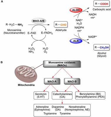 Frontiers | Monoamine Oxidases (MAOs) As Privileged Molecular Targets ...